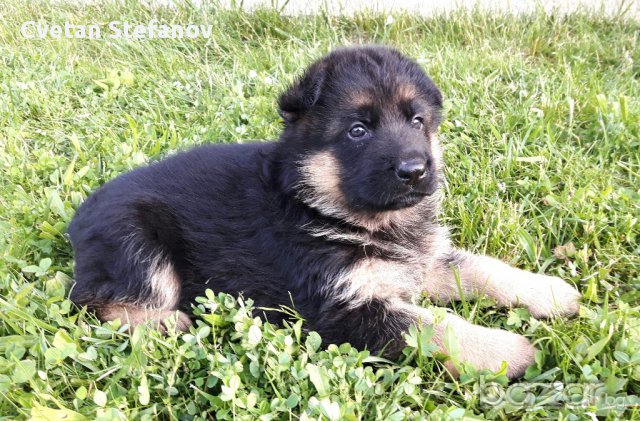 Развъдник за чистокръвни немски овчарки, снимка 5 - Немска овчарка - 15004158