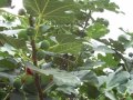 Смокини - зелени и черни(корен), снимка 6