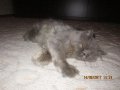 Малки персийски котенца, снимка 12