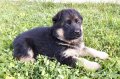 Развъдник за чистокръвни немски овчарки, снимка 5