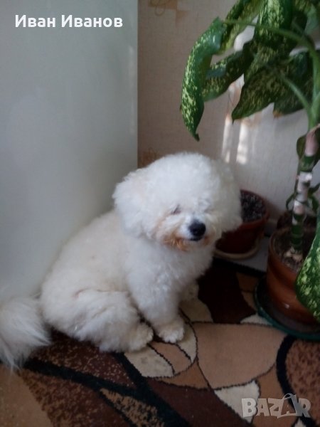 Арти Бишон Фризе търси приятелка., снимка 1