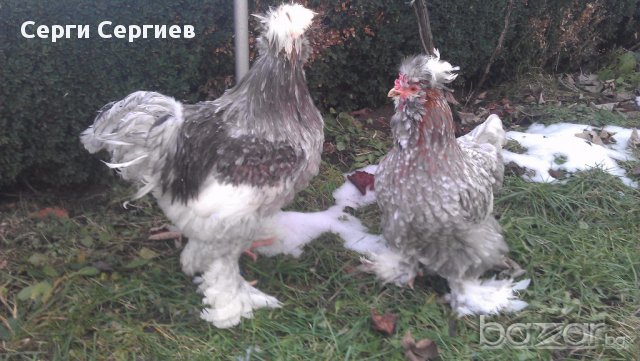 Sergiev Farm продава пилета и яйца от различни видове кокошки, снимка 4 - Кокошки и пуйки - 13584889