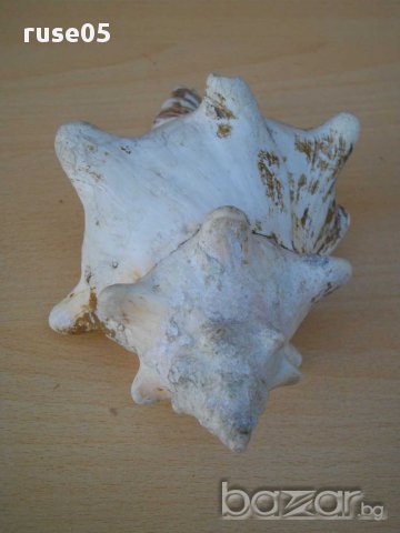 Раковина - 4, снимка 6 - Други ценни предмети - 14605123