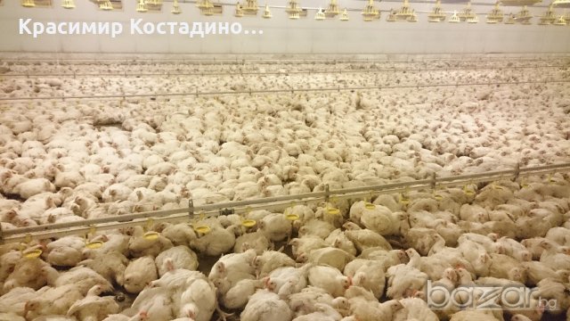 Продавам работеща Птицеферма, Целия Печеливш Бизнес, снимка 3 - Производствени сгради - 14586258