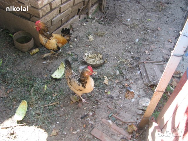 петли от порода джинка, снимка 2 - Кокошки и пуйки - 22385101