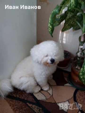 Арти Бишон Фризе търси приятелка.