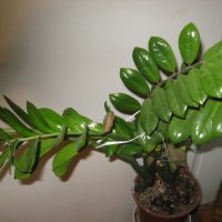Замиокулкас, снимка 4 - Стайни растения - 11435870