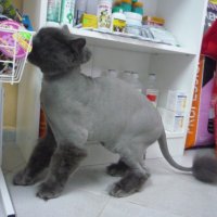 Подстригване на котка, снимка 2 - Ветеринари и услуги - 23386096