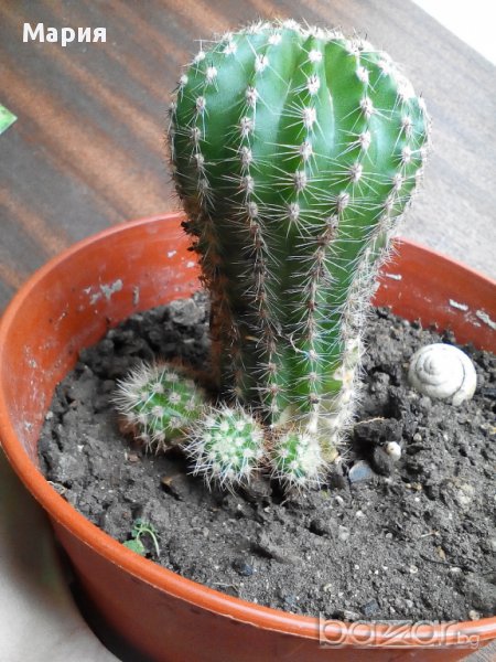 Кактус, снимка 1