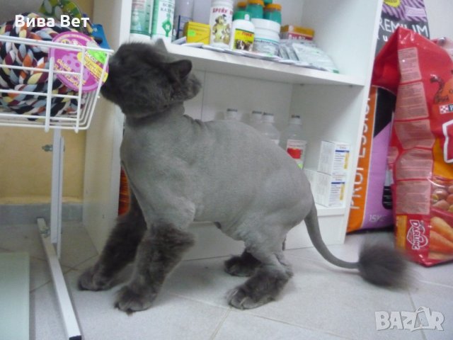 Подстригване на котка в Ветеринари и услуги в гр. Варна - ID23386096 —  Bazar.bg