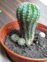 Кактус, снимка 1 - Стайни растения - 14590975