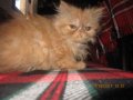 Малки персийски котенца, снимка 5