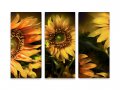 Картина Слънчогледи #275 - 3 части, снимка 2