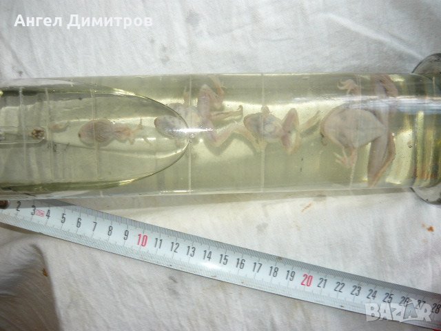  Соц. препарирани жаби във вода , снимка 8 - Антикварни и старинни предмети - 21880947