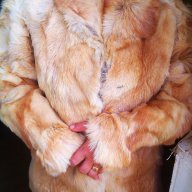 Палто от 100% естествена кожа от лисица, снимка 3 - Палта, манта - 11572087