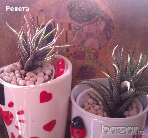 Продава Хавортия атенуата - много лесна за отглеждане, снимка 2 - Стайни растения - 14050907