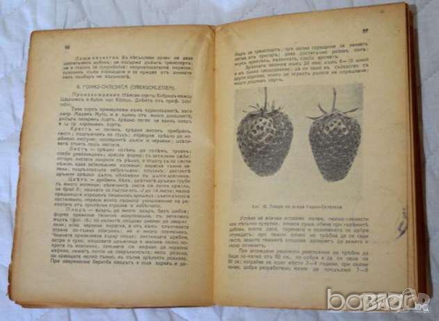 🍓 Ягодовата култура Агр. Цочо Спасовъ, снимка 3 - Специализирана литература - 23429732
