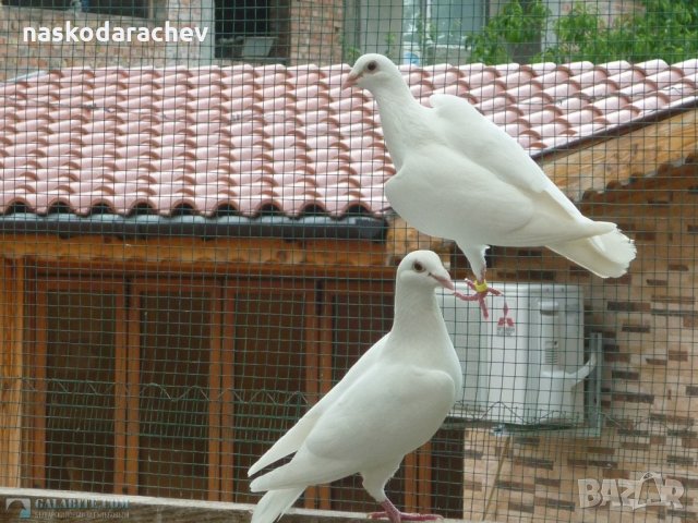 Красиви снежно бели гълъби за сватби, тържества, помени и др., снимка 2 - Гълъби - 21594383