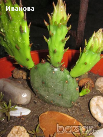 Градински кактус - Опунция, снимка 2 - Градински цветя и растения - 13710109