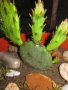Градински кактус - Опунция, снимка 2