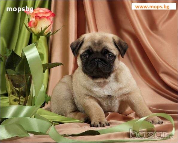 Единствено Мопс България ООД предлага на българския пазар чистокръвни бебета Мопс с родословие, снимка 10 - Мопс - 10768453
