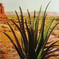 Aloe Vera Джон Финеган, снимка 1 - Енциклопедии, справочници - 26123359