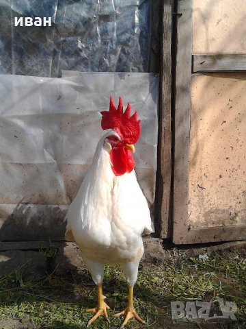 разплодни яйца от легхорн, снимка 3 - други­ - 16386746