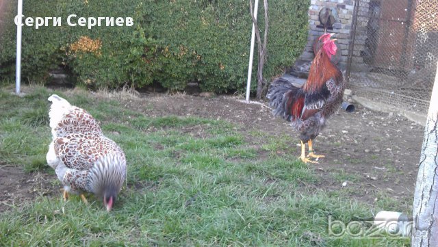 Sergiev Farm продава пилета и яйца от различни видове кокошки, снимка 13 - Кокошки и пуйки - 13584889