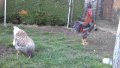 Sergiev Farm продава пилета и яйца от различни видове кокошки, снимка 13