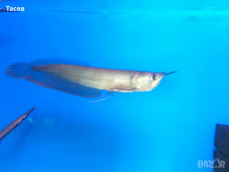 Сребърна арована продавам, снимка 1