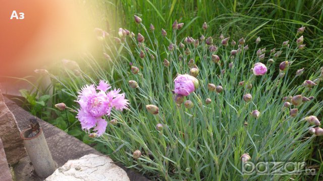 Продавам разсад на Градински кичест карамфил-за есенно засаждане, снимка 12 - Сортови семена и луковици - 15394201