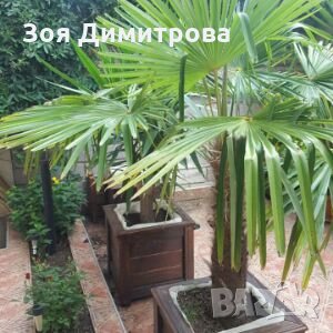 Ниски цени за нощувка в Созопол къща за гости Зоя Димитрова, снимка 17 - Къщи - 16669895