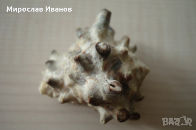 раковина от остров Мадагаскар, снимка 3 - Декорация за дома - 22883440