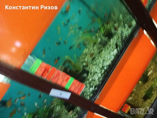 Зоомагазин Акваристика продава декоративни скариди и рибки, снимка 7 - Рибки - 25181147