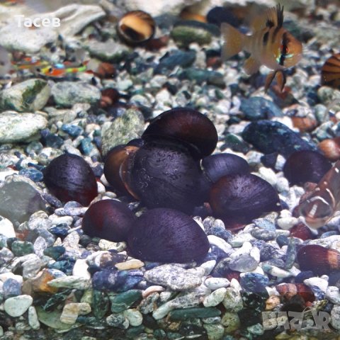 Охлюв неретина черен топ чистач