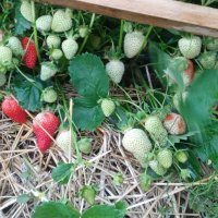 продавам разсад ягоди и малини , снимка 7 - Разсади - 44131432