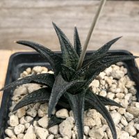 Haworthia nigra ex Cok, снимка 5 - Стайни растения - 37584640