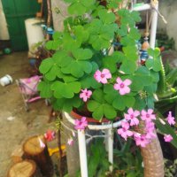Детелини цъфтящи розово, снимка 1 - Градински цветя и растения - 34949387