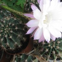 Кактус   Ехинопсис  /  Echinopsis, снимка 2 - Стайни растения - 37305465