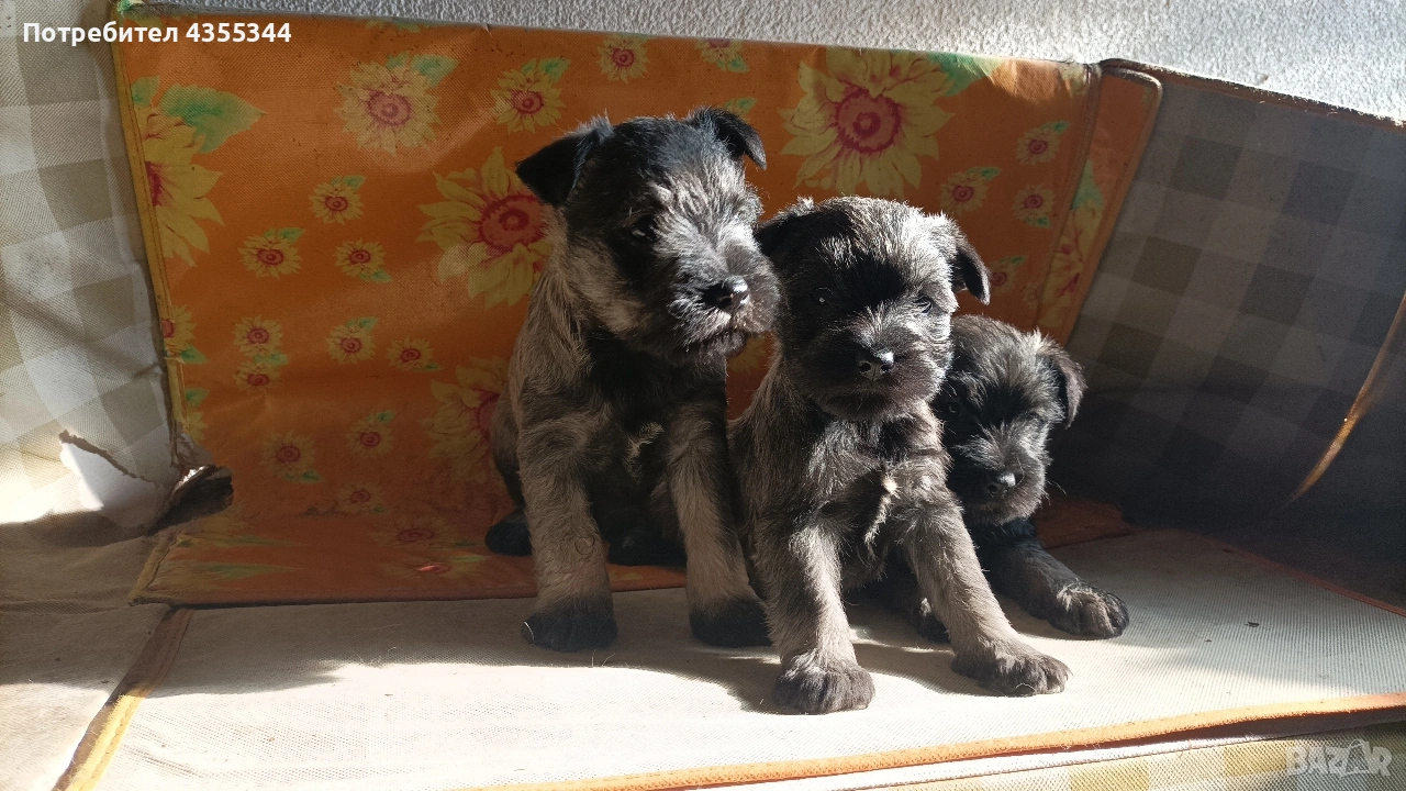 Цвергшнауцер , снимка 1