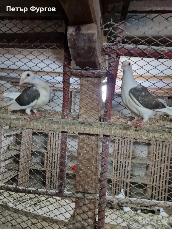 Продавам 2бр. млади    пощи, снимка 1