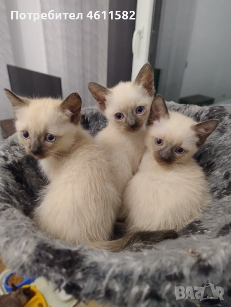Продавам сиамски котенца, снимка 1