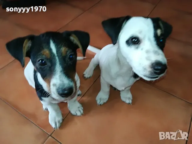 ДЖАК-МОМИЧЕ 2 МЕСЕЦА 1502251742, снимка 1