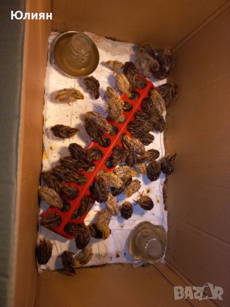 Пъдпъдъчи яйца и пъдпъдъци, снимка 1