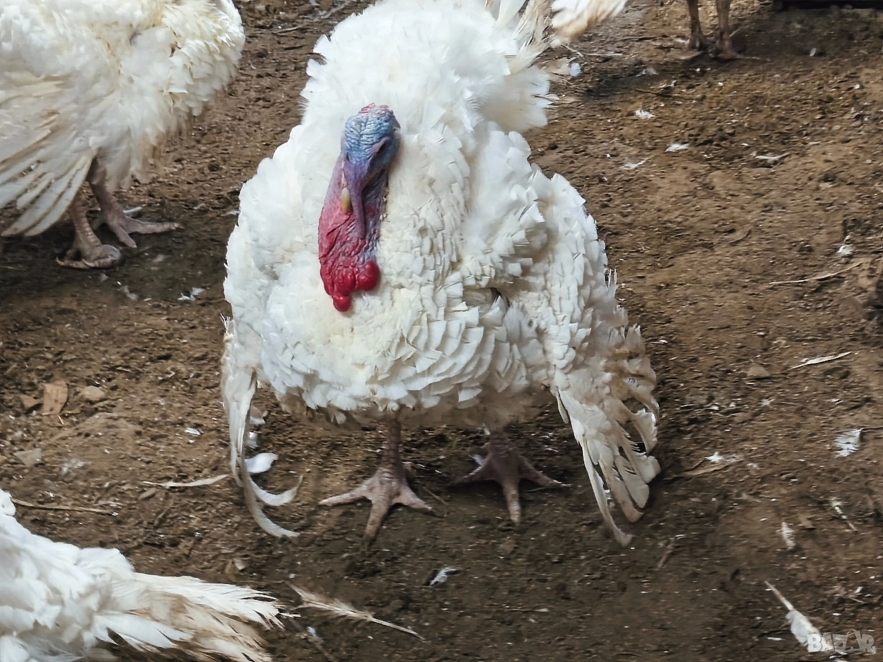 Продавам мъжка пуйка, снимка 1