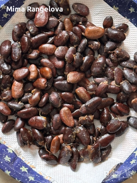 Семена Пау пау , снимка 1