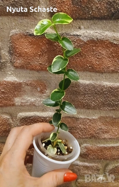 Хоя Cumingiana variegata, снимка 1