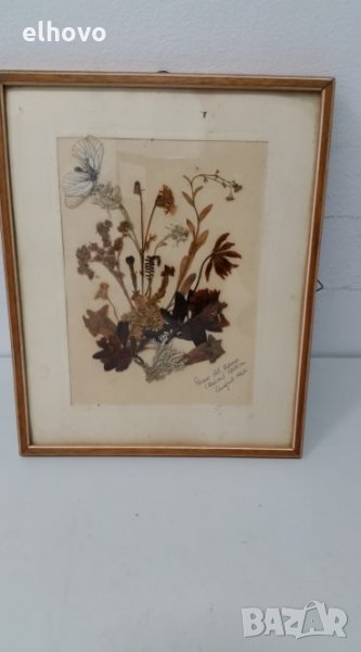 Стар хербарии от 1962г, снимка 1