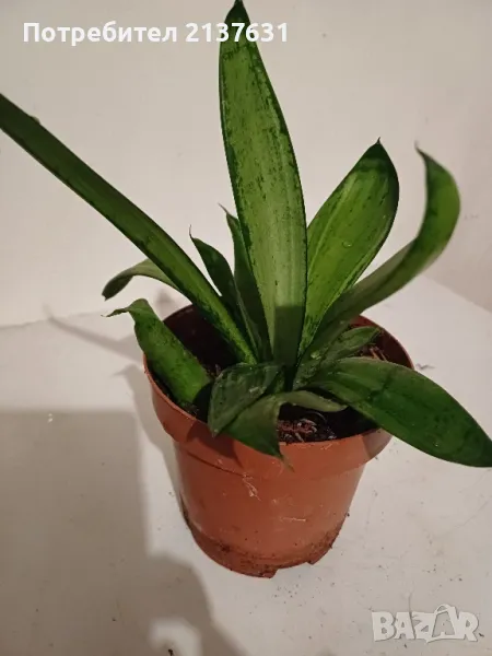 САНСЕВИЕРА  - Стайно Растение , снимка 1