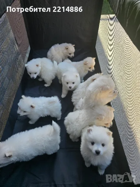 Немски мини шпицове , снимка 1